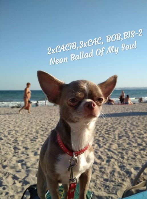 В'язка чіхуахуа 2xCACIB, 3xCAC, окрас ліловий, КСУ-FCI