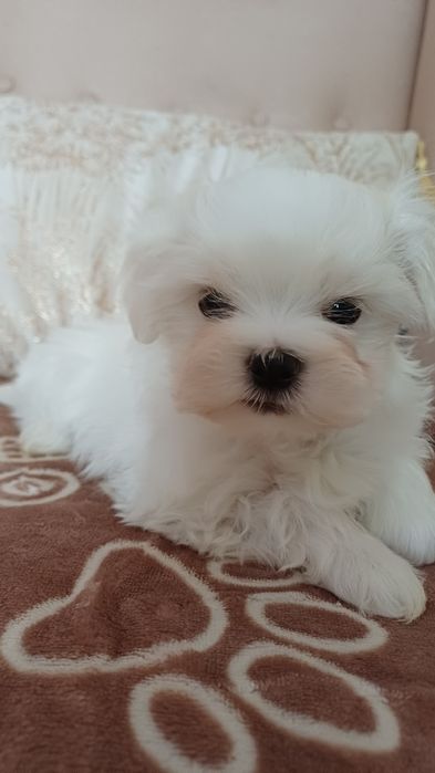 Maltańczyk mini piesek gotowy na zmianę domu