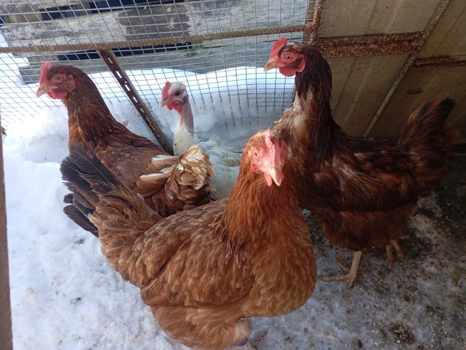 Koguty kury nioski