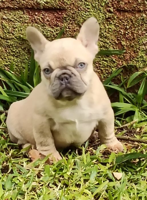 Bulldog Francês Lilac
