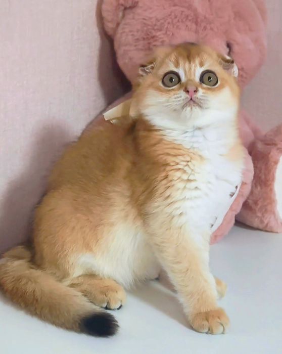 Золота шиншила котик котята кошенята котики