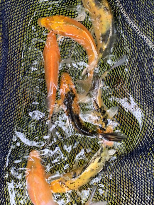 Karp KOI ryby rybki do oczka wodnego stawu narybek