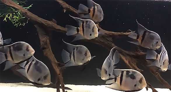 Uaru panda - Uaru fernandezyepezi - RARYTAS - dowóz do klienta