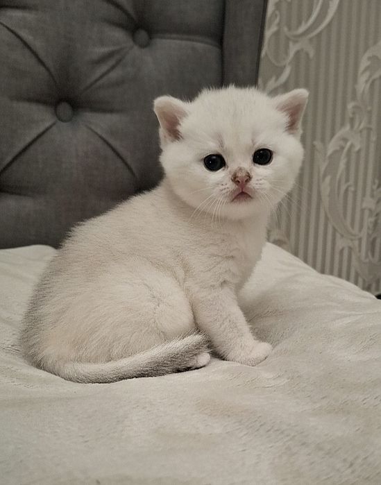 Серебристая шиншилла