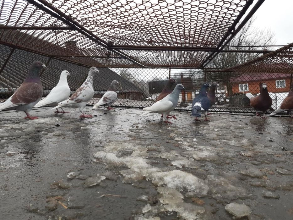 Gołębie różne rasy