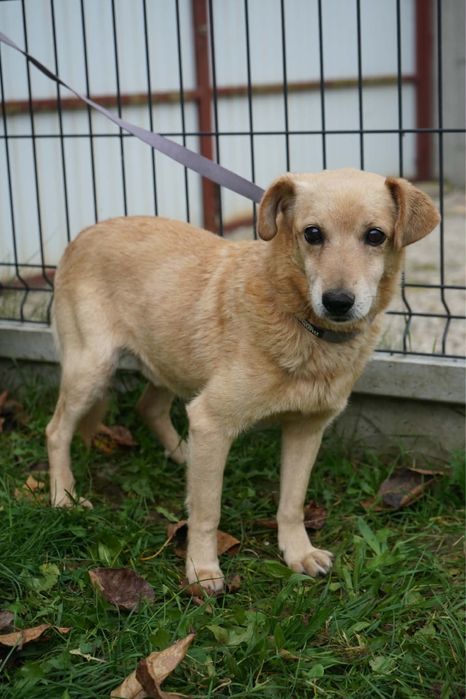 Psinka do adopcji