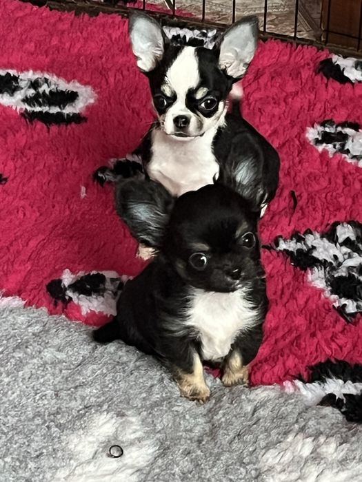 Chihuahua dlugowłosy malutki chlopczyk tricolor ZkwP