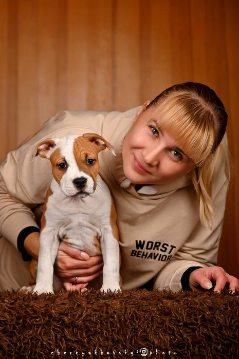 Щенки Амстафф КСУ-FCI № 1 в Украине