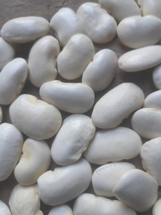 fasola jaś tyczny dorodny i duży zbiór 2025