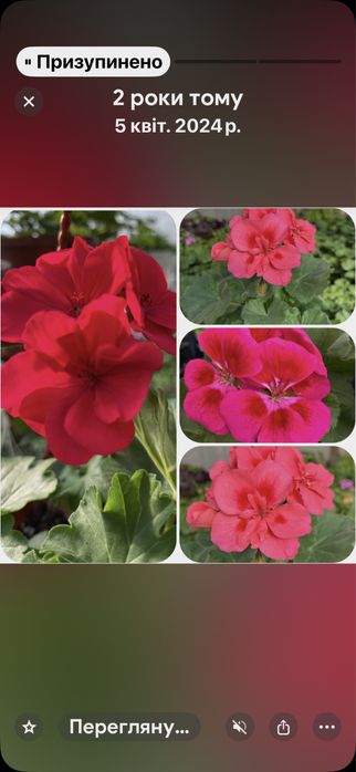 Пеларгонія, герань