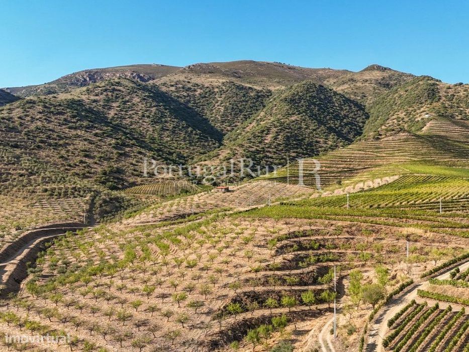 Quinta no Douro junto ao Rio com 3 construções