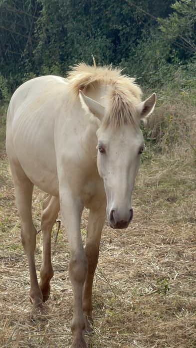 The Lusitano of your dreams is here !!!