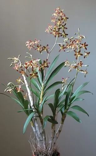 Vendo Orquídea Ansellia africana