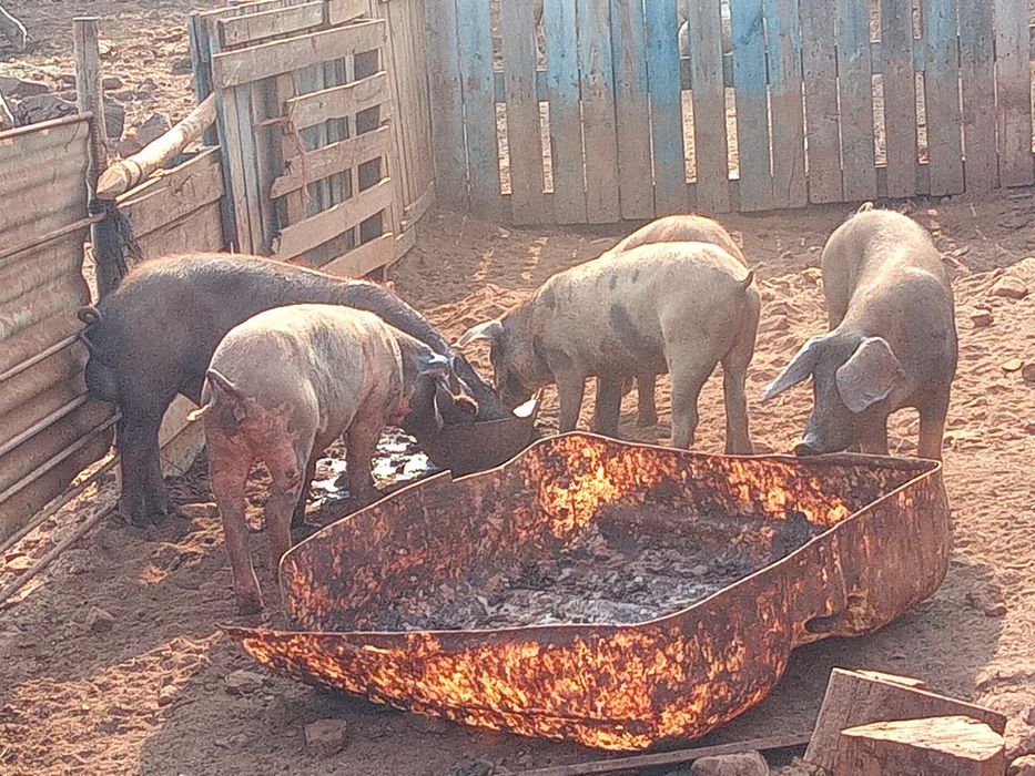 Cinco fêmeas e um macho