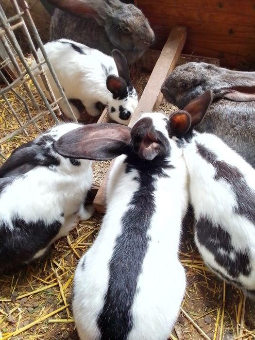 Німецький строкатий велетень.