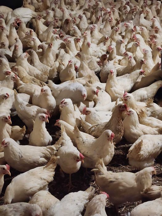 Kury Nioski z jajkiem ! Rosa Messa Tetra ISA Lohmann Sendi ! Dowóz !