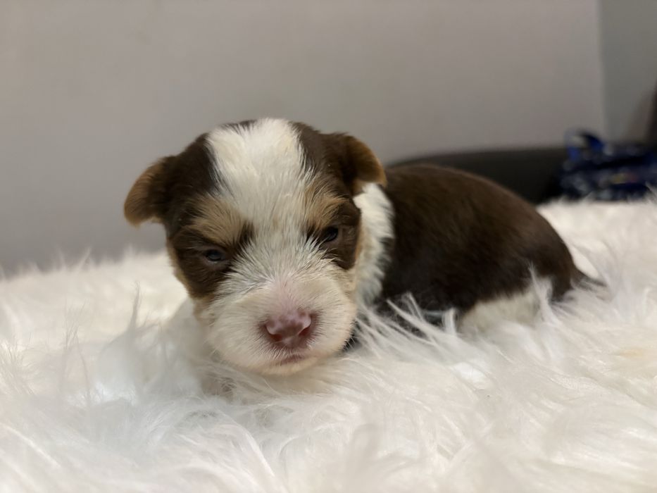 Do Rezerwacji Majlo Yorkshire Terier Brio