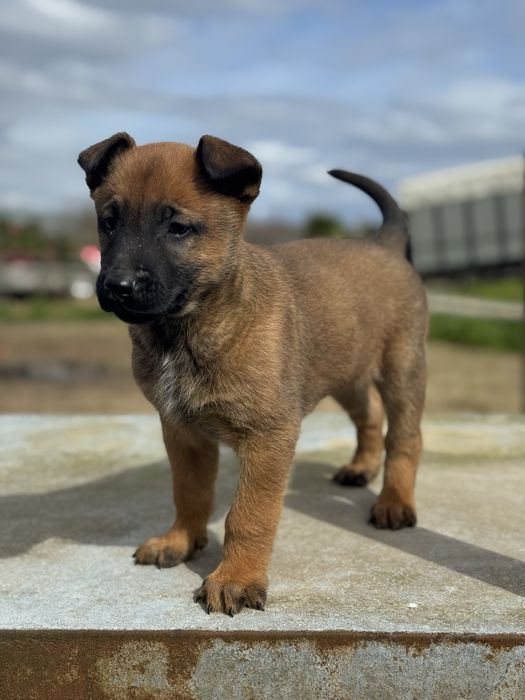 Pastor Belga Malinois