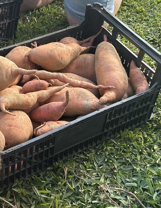 Batata-doce laranja Biológica 2026