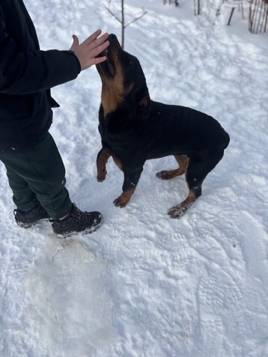 Дівчатка Ротвейлери
