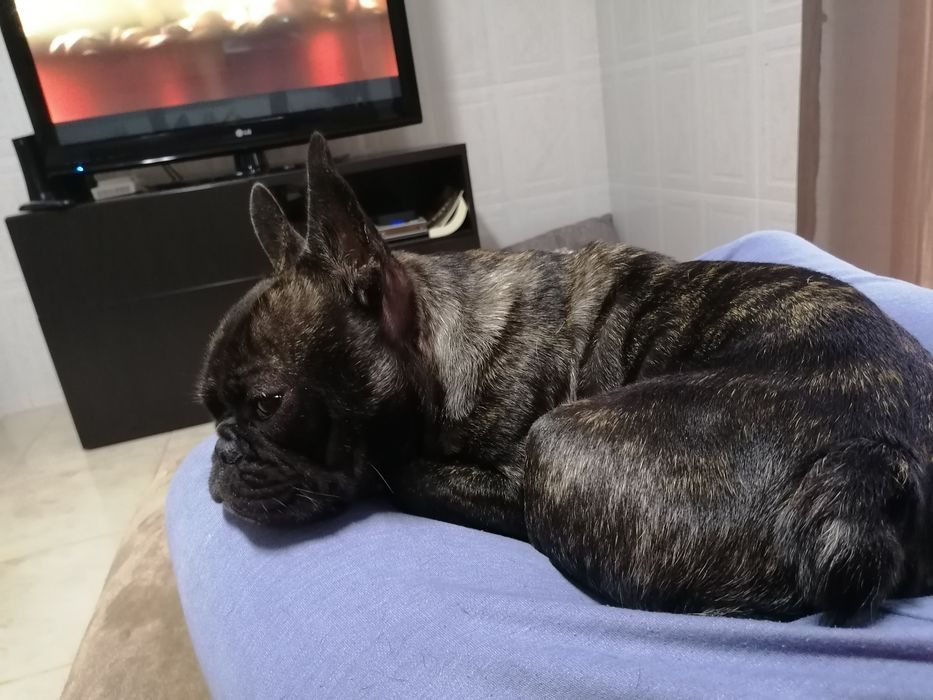 Adoção - Cao bulldog francês