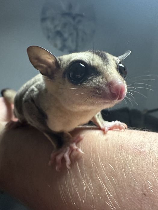 Urocze i Młode Lotopoałanki