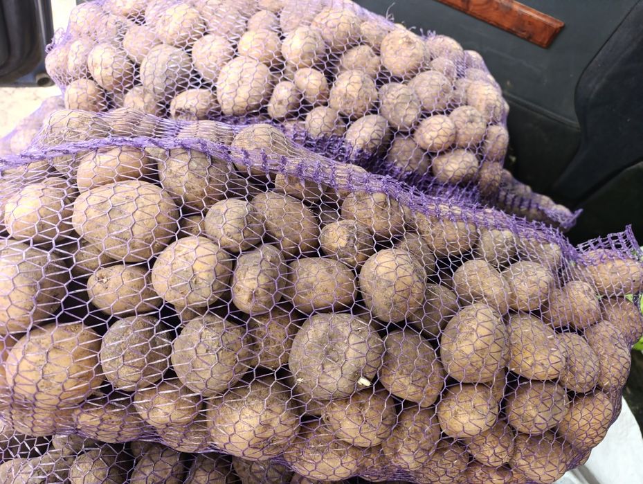 Картопля посадкова.насінєва рання Рів'єра , Беллароса. Арізона.словянка