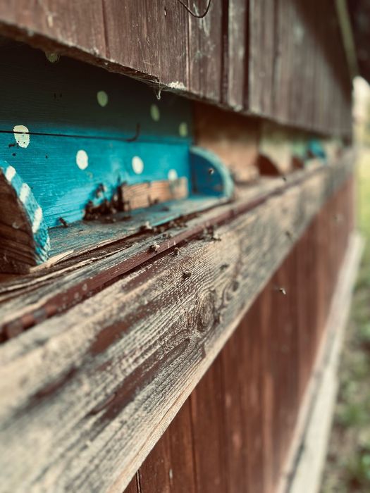 Бджоло пакет карпатської породи