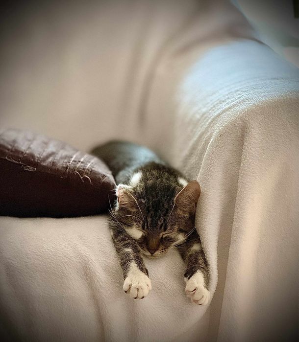 Kochany Lufcik zwany Statywem ma trzy łapki…