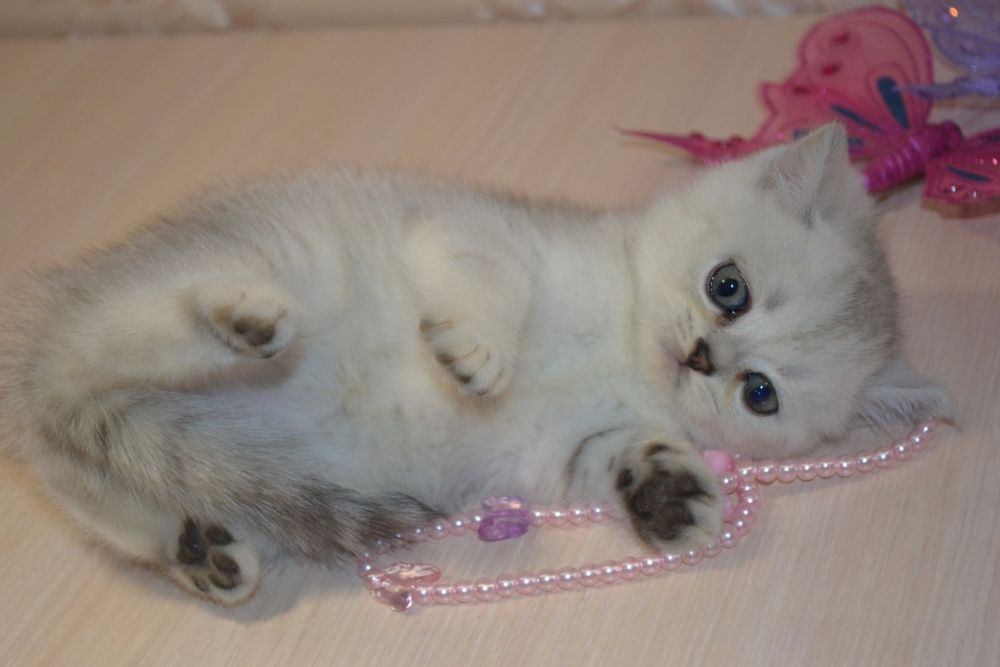 Шиншиллы страйтики  породистые  шотландские котята