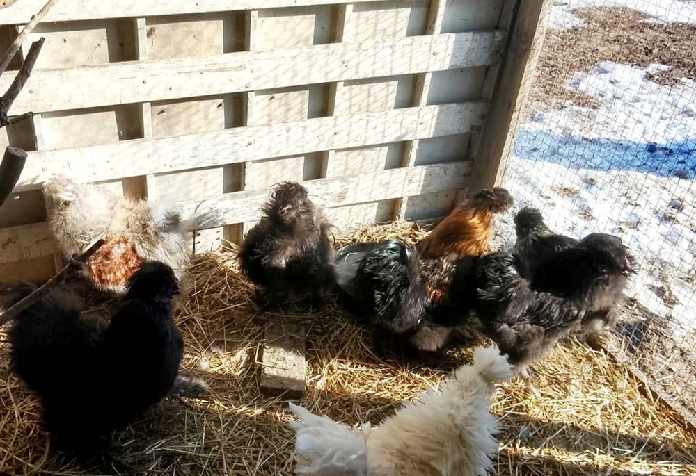 Sprzedam kogutki silki