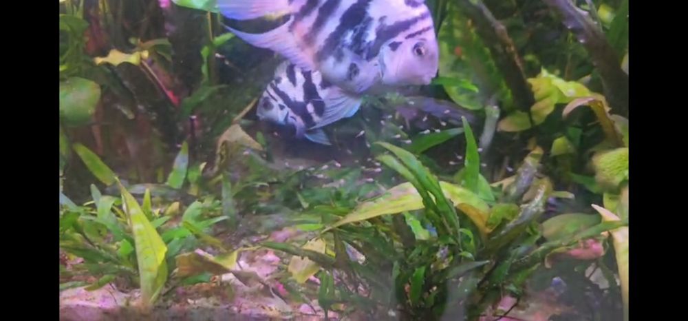 Pielegnica papuzia blue tiger (zebra)