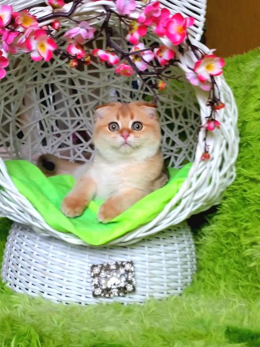 Дасковые и ручные котята. Золотая шиншилла,  тикированные.