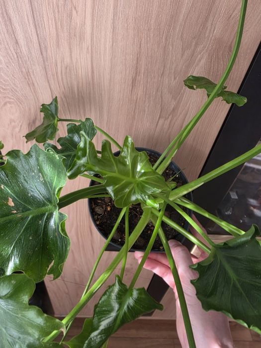 Filodendron Atlantis kolekcjonerski