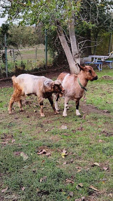 Продаются четыре козы