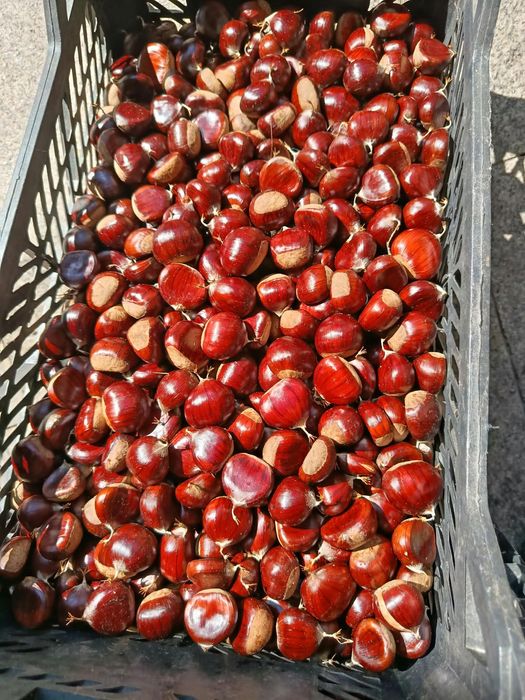 Castanhas - 2026