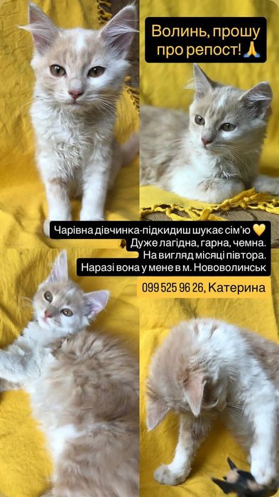 Кошеня в добрі руки