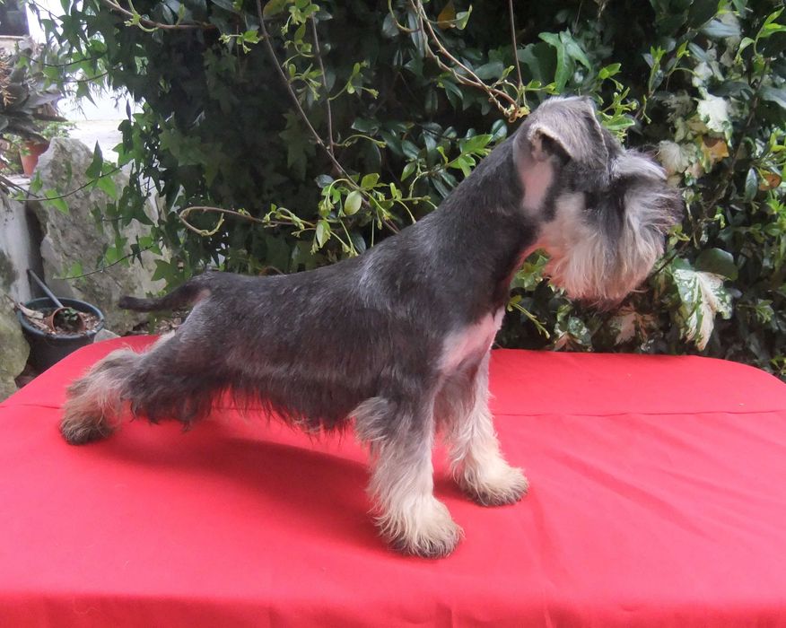 cachorro schnauzer miniatura sal e pimenta