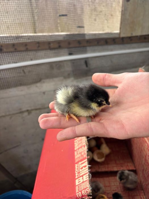 Pintos Marans e Araucana – 2 semanas