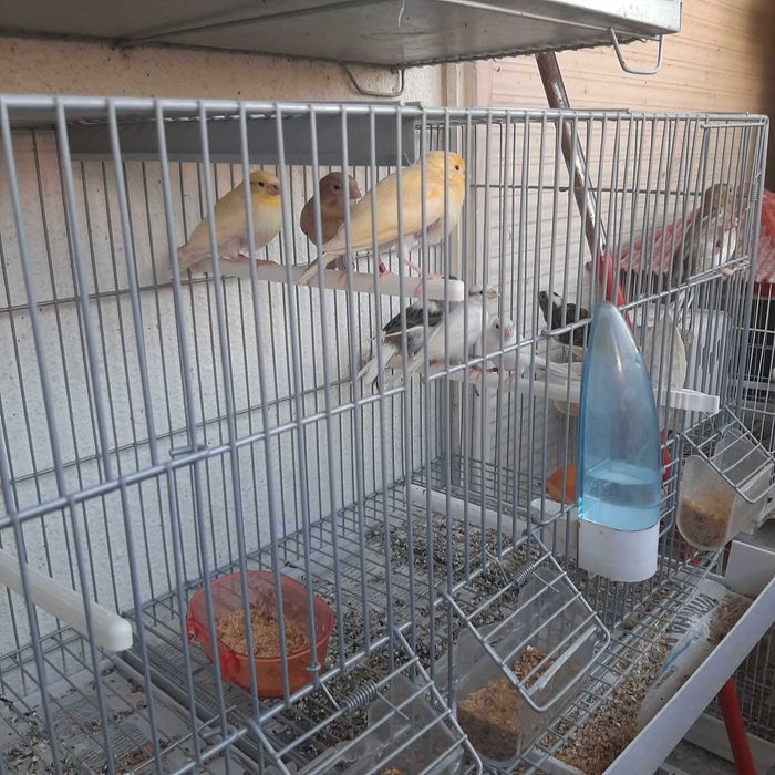 canarios vendo barreiro