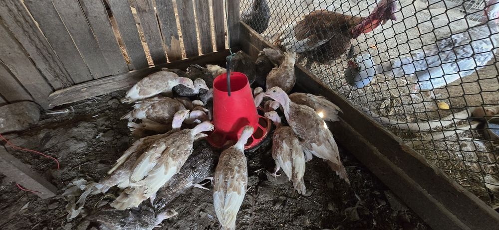 Perus e Sedosas do Japão