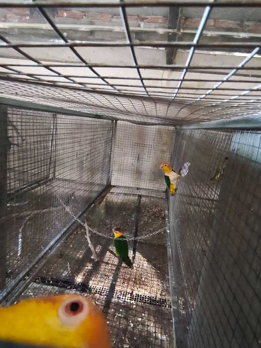 Marianinhas cabeça canela calção verde