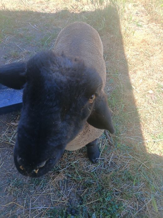 Vendo borrego de raça Suffolk Ingles puro filho de pais com certificado