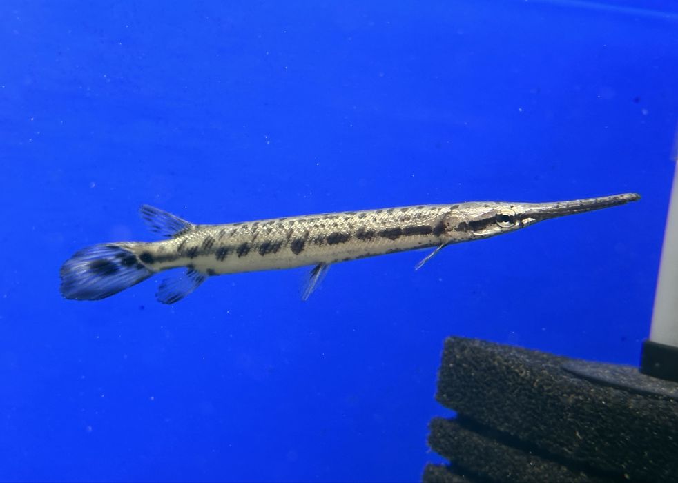 Щука Окулатус Lepisosteus oculatus