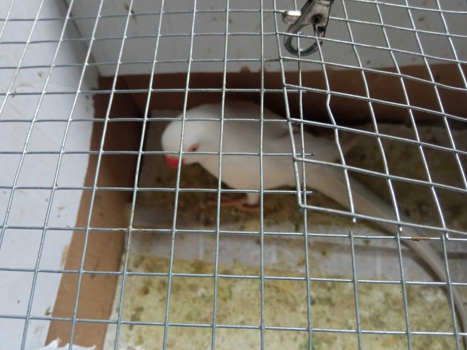 Vendo fêmea rig neck