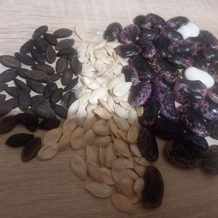 Nasiona dyni,cukini i ozdobnych małych dyni ,kwiatow