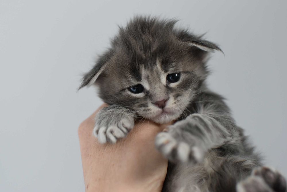 Kocurek Maine Coon/Do Odbioru w Maju