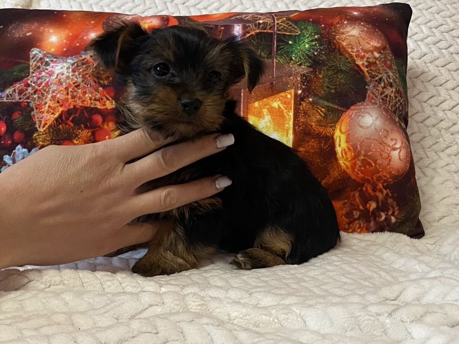 Йорки хлопчики і принцеси