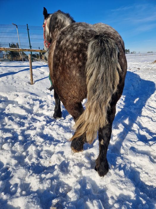 Sprzedam klacze zimnokrwiste zrebne