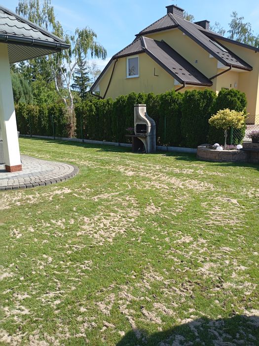 Wertykulacja trawnika aeracja